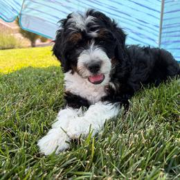 Teal Collar Boy (FF, EE, BB) - Tri-color male Bernedoodle puppy in Ogden, Utah from Salty Point Doodles