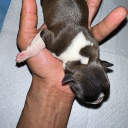 Tayla - Red female Boston Terrier puppy in Atlanta, Georgia from Dismond BT Farm