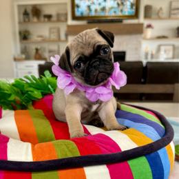 Minnie - Fawn female Pug puppy in Indiahoma, Oklahoma from Farm Fresh Doodles