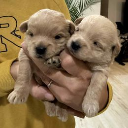 Dolly - Cream female Assorted Doodle Crosses puppy in River Falls, Wisconsin from Dottie's Doodles