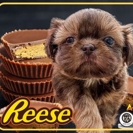 Reese - Chocolate and tan male Shih Tzu puppy in Jacksonville, Florida from Shih Tzus of Jacksonville
