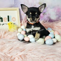 Chihuahua and Pomeranian Puppies from Bliss Acres Farm