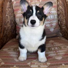 Girl 5 - Black and tan female Pembroke Welsh Corgi puppy in Surprise, Arizona from Ruff and Rowdy Corgis
