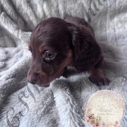 Twix - Chocolate and tan male Dachshund puppy in Lufkin, Texas from CSW Dachshunds