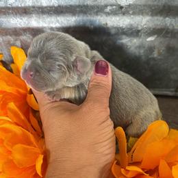 Yellow collar - Gray male Cane Corso puppy in Tucson, Arizona from Cane Corso Friends