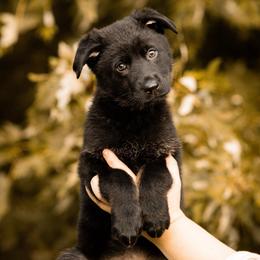 Destroya - Bi-color female German Shepherd puppy in Salem, Ohio from von den Kilöff Working German Shepherds