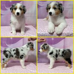 Blue Merle female yellow collar - Blue merle female Australian Shepherd puppy in Castle Rock, Washington from Zoolo Kennels “HOF”