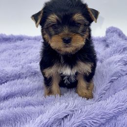 Tank - Black and tan male Yorkshire Terrier puppy in Sandy Hook, Kentucky from The Royal Yorkie Den LLC