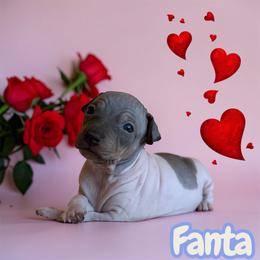 Fanta - White and chocolate female American Hairless Terrier puppy in Arizona City, Arizona from Gaus Hof