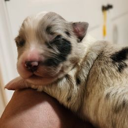 Girl 3 - Australian Shepherd puppy in Ogden, Utah from Rafter H Aussies