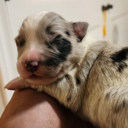 Girl 3 - Australian Shepherd puppy in Ogden, Utah from Rafter H Aussies