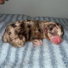 Chicken Nugget - Red merle male Australian Shepherd puppy in Anniston, Alabama from All Hale Aussies