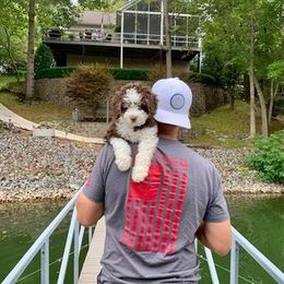 Bernedoodle Puppies from Natchez Trace Doodles