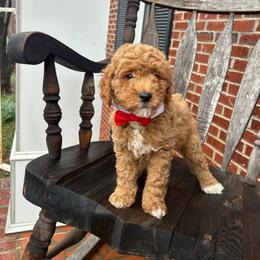 Kenny - Red  male Goldendoodle puppy in Mint Hill, North Carolina from DoodleForever