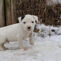 American Bulldog Puppies from Northern Woods American Bulldogs