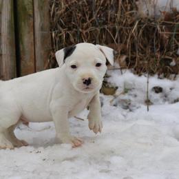 American Bulldog Puppies from Northern Woods American Bulldogs