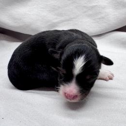 Lane - Black tri female Toy Australian Shepherd puppy in Bly, Oregon from Apacheblus Toy Aussies