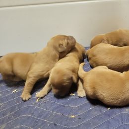 Boy 6 - Dark golden Golden Retriever puppy in Texas from Copperhead Creek Goldens