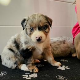 Australian Shepherd Puppies from A-J Farms Iowa
