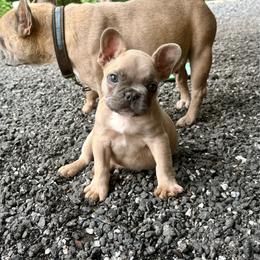 Waffles - Blue fawn male French Bulldog puppy in Opelika, Alabama from Fancy Face Frenchies