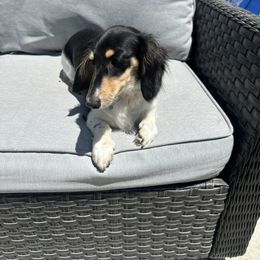 Ellie - Piebald female Dachshund puppy in Clovis, California from DoxiRose