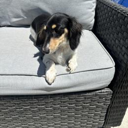Ellie - Piebald female Dachshund puppy in Clovis, California from DoxiRose