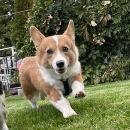 Toast - Pembroke Welsh Corgi