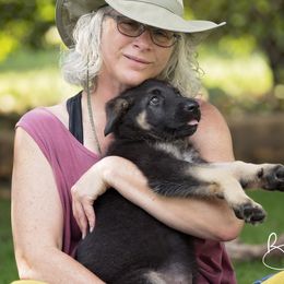 German Shepherd Puppies from Bmeerhuis German Shepherds