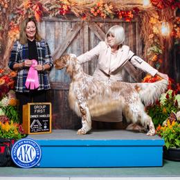 Clint - English Setter