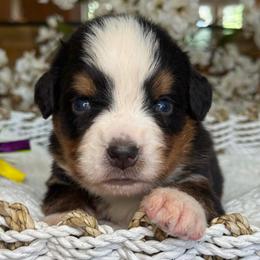 Dexter - brown collar - Tri-color male Bernese Mountain Dog puppy in Yuciapa, California from AlltheDoodlez_