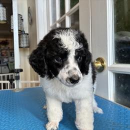 Kamack - Phantom male Poodle puppy in Huntsville, Alabama from Flint River Poodles