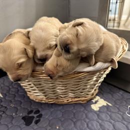 Girl 3 - Golden female Golden Retriever puppy in Albany, Georgia from Sassafras Goldens