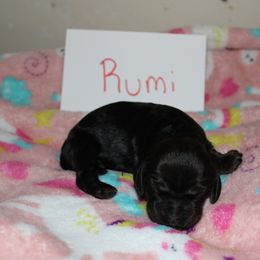 Rumi - Sable female Cocker Spaniel puppy in Hickory, North Carolina from Home Grown Cocker Spaniels