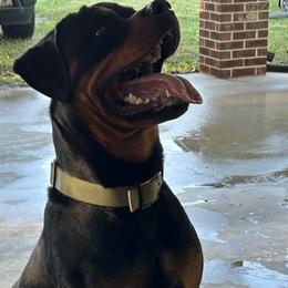 Rottweilers from Vom Rohrbach Rottweilers