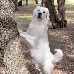 Golden Retrievers from Golden Glories
