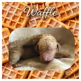 Boy 3 - Red  male Poodle puppy in Troy, Alabama from Redmond Rose Kennel
