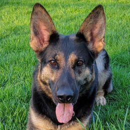 German Shepherds from Von Haus Wick German Shepherds