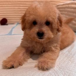Tim - Apricot male Maltipoo puppy in Bakersfield, California from Silvia's Maltipoos