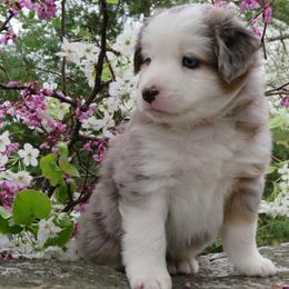 Miniature Australian Shepherd Puppies from Big Coon Little Aussies