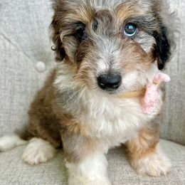 Jelly Bean - Bernedoodle