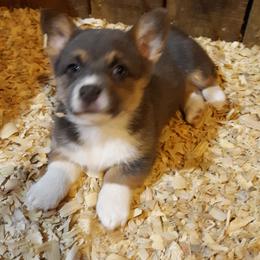 Pembroke Welsh Corgi Puppies from Beth's Pawsitivley Corgis