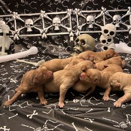 Golden Retriever Puppies from A1 Supreme Kennels