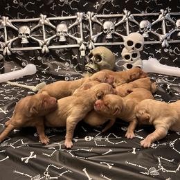 Golden Retriever Puppies from A1 Supreme Kennels