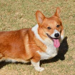 Rowdy - Pembroke Welsh Corgi