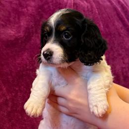 Poseidon - Piebald male Dachshund puppy in Rogers, Arkansas from Mini Paws Over the Moon Dachshunds