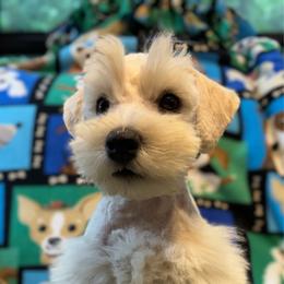 Yellow - Wheaten male Miniature Schnauzer puppy in Summerfield, Florida from M & M Schnauzers