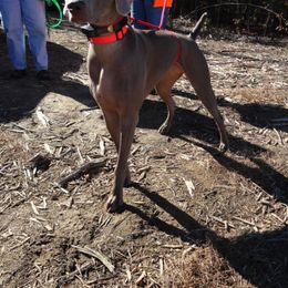 Weimaraner All Grown Up from Megan's Weimaraners