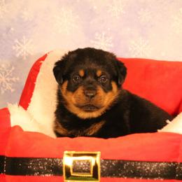 Nora - Black and mahogany female Rottweiler puppy in Uniontown, Alabama from CedarBluff Rottweilers
