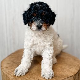 Blizzard - Black tri-color male Aussiedoodle puppy in Arlington, Washington from Doodle Love Laugh