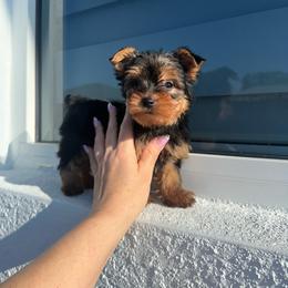 Lily Kay - Blue and gold female Yorkshire Terrier puppy in Cape Coral, Florida from Katherine’s Yorkies and Poodles
